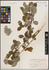 Foto von Salix caprea L.